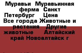 Муравьи, Муравьинная ферма. Санкт-Петербург. › Цена ­ 550 - Все города Животные и растения » Другие животные   . Алтайский край,Новоалтайск г.